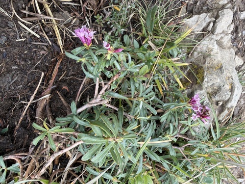Daphne striata