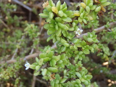 Lycium tetrandrum