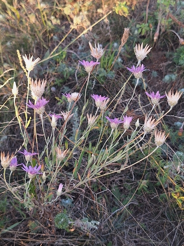 Immortelle