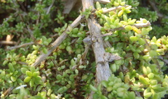 Lycium tetrandrum
