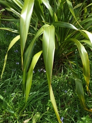 Phormium cookianum