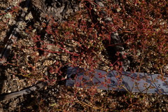 Chorizanthe fimbriata