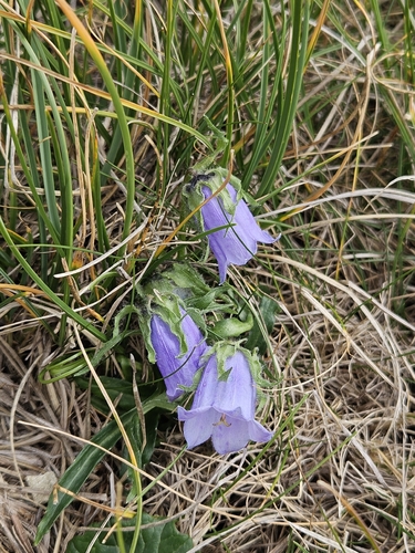 Alpine Bellflower