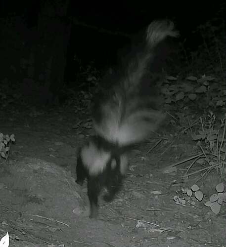 Zorrillo listado sureño observed by ecochavoscasitas