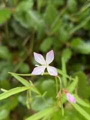 Clarkia epilobioides