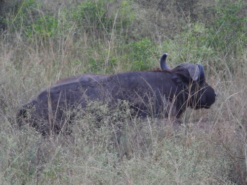 Cape Buffalo