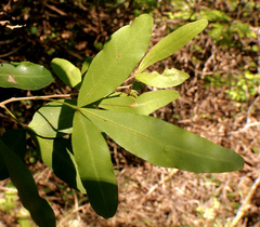 Searsia gueinzii
