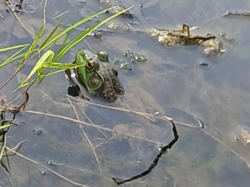 American Bullfrog