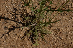 Caulanthus lasiophyllus