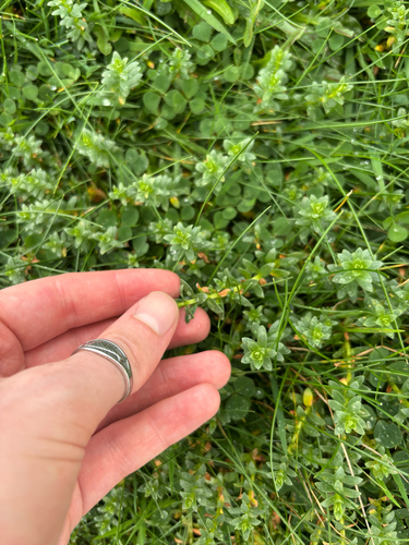 Sea Milkwort