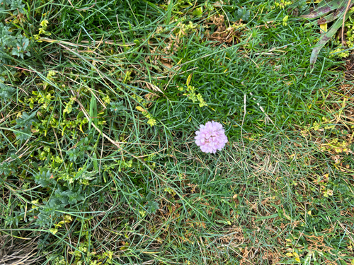 Sea Thrift