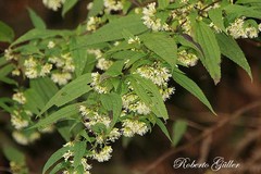 Duranta serratifolia