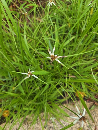 Rhynchospora pura, 2026-08-30