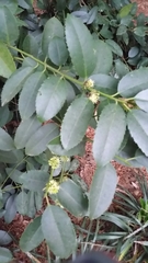 Ilex cassine latifolia