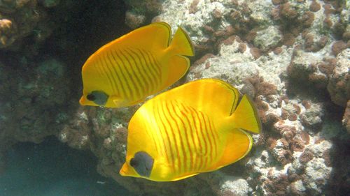 Masked Butterflyfish