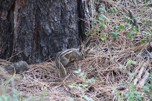 Gray-collared Chipmunk observed by galecyon