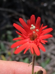 Silene laciniata laciniata