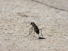 Cicindela gemmata