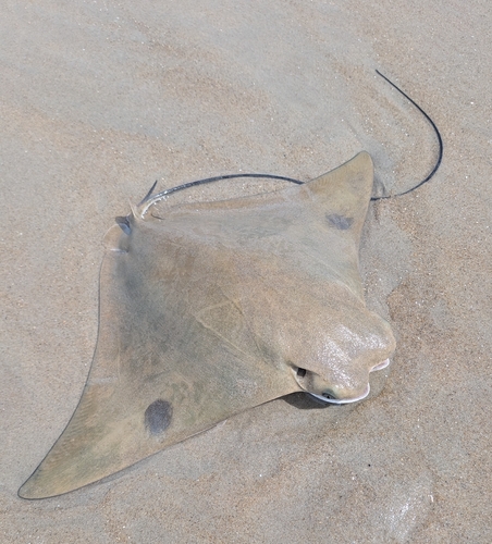 Cownose ray