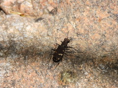 Cicindela gemmata