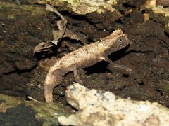Brookesia brygooi