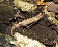 Brookesia brygooi