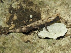 Brookesia brygooi