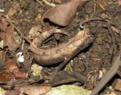 Brookesia brygooi