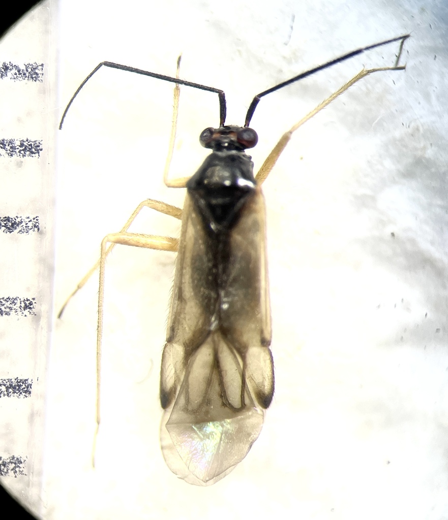 Mecomma gilvipes
