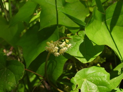 Menispermum dauricum