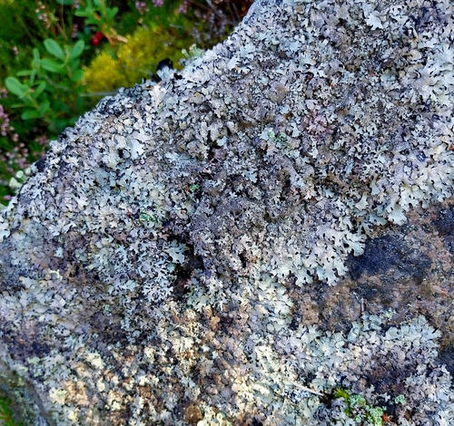 Salted Shield Lichen
