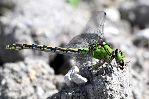 Green Snaketail