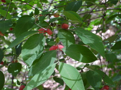 Lonicera elisae