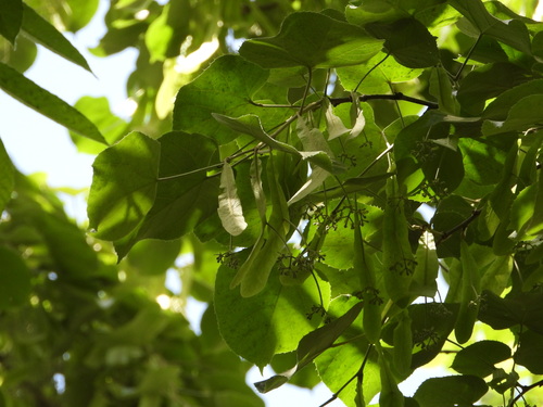 Tilia mandshurica iNat (2)