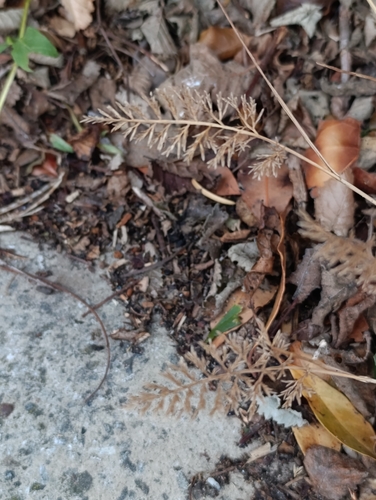 Catapodium rigidum, photograph 6