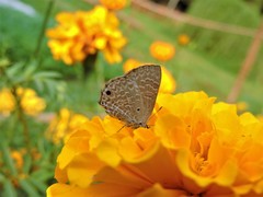 Lepidoptera
