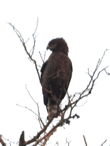 Brown Snake-Eagle