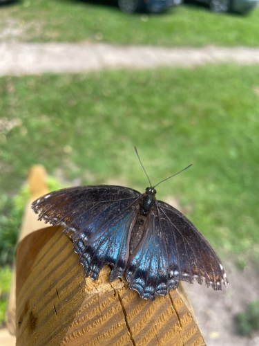 Red-spotted Purple