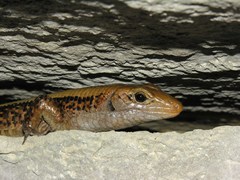 Zonosaurus laticaudatus