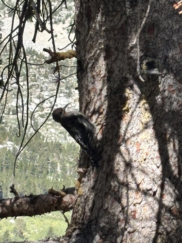 iNaturalist observation photo of Sapsuckers