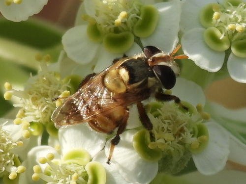 Copestylum tamaulipanum, 2026-08-30