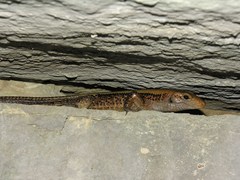 Zonosaurus laticaudatus