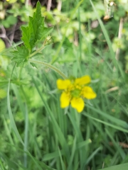 Geum urbanum