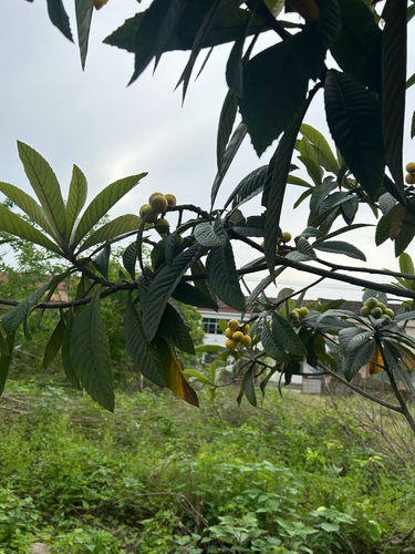 Loquat