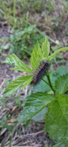 Salt Marsh Moth