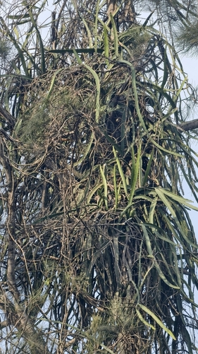 Selenicereus setaceus, photograph 1