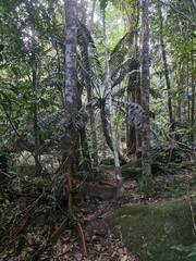 Lepidozamia hopei