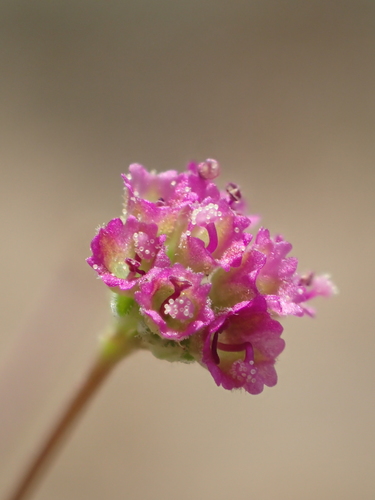 Boerhavia diffusa