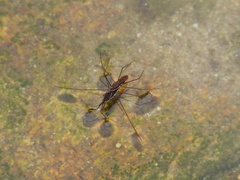 Gerris gracilicornis