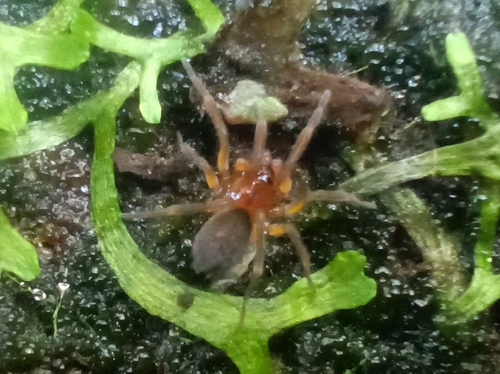 Marsh Combtail Spider